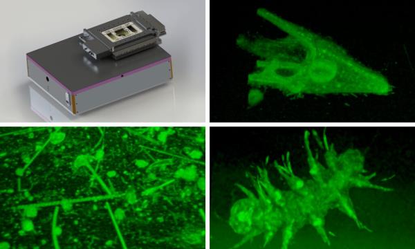 The image is divided into 4 distinct squares. On the top left its present a box of a microscope. On the top righ and bottom squares left and right it is shown microscopy images of different sea organisms, such as urchins, Zooplankton and phytoplankton and Platynereis worms, respectively.