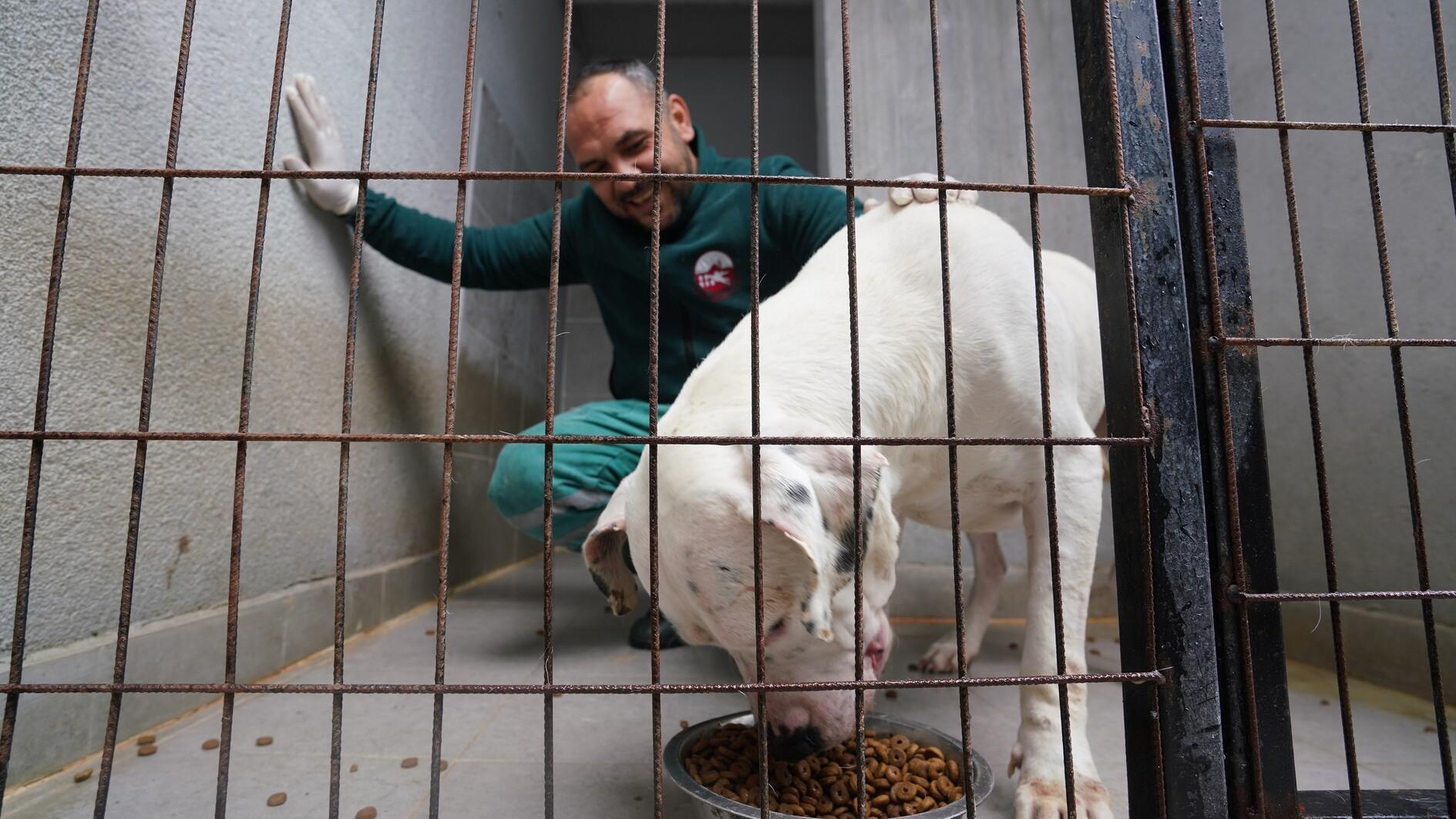 Major animal shelter in Istanbul undergoes renovation