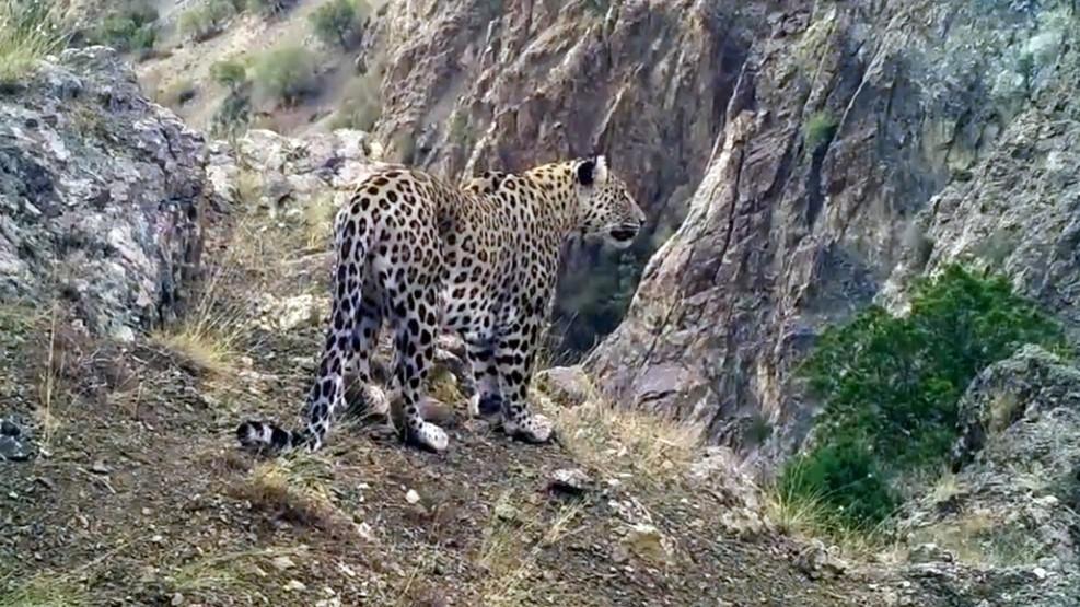 Males dominate country’s Anatolian leopard population